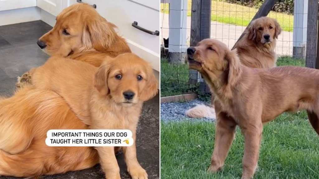 Golden Retriever Meets Little Puppy & You Can Tell Their Paths Were Meant To Cross