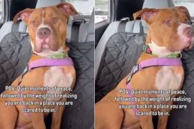Rescue Dog Realizes He’s Back in the Shelter That Terrifies Him After Brief Moments Outside
