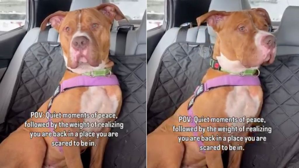 Rescue Dog Realizes He’s Back in the Shelter That Terrifies Him After Brief Moments Outside