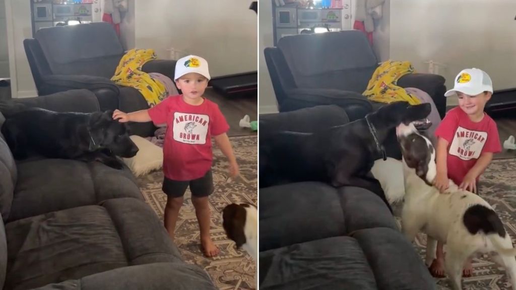 Toddler Lets Neighbors’ Dog Into the House, Leaves Mom To Find the Sweetest Surprise