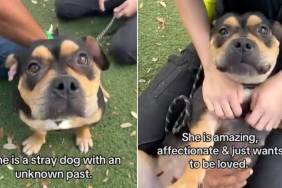 Shelter Dog ‘Mistaken as Scary’ Doesn’t Know Why Humans Leave When She Wants Them To Stay