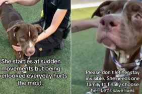 Shelter Dog Waits in Her Kennel, ‘Invisible’ to People Who Walk Past Her