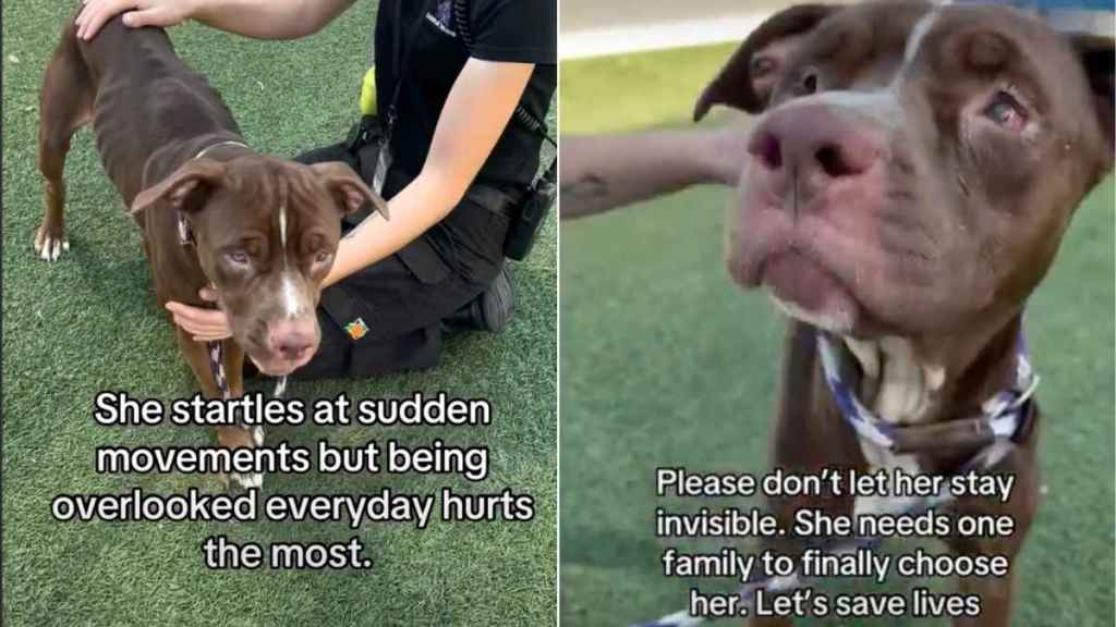 Shelter Dog Waits in Her Kennel, ‘Invisible’ to People Who Walk Past Her