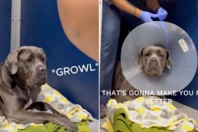 Big Dog in Need of Help Growls at Vet, Until One Moment of Trust Changes Everything
