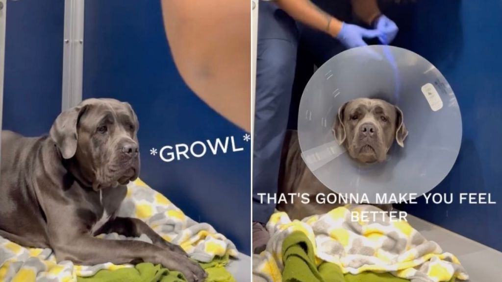 Big Dog in Need of Help Growls at Vet, Until One Moment of Trust Changes Everything