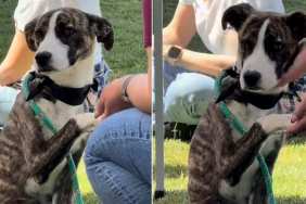 Shelter Puppy Who Watched Other Dogs Go Home Finally Gets Rescued