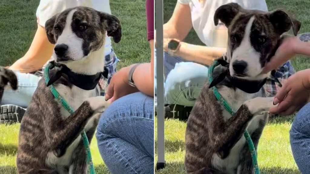 Shelter Puppy Who Watched Other Dogs Go Home Finally Gets Rescued