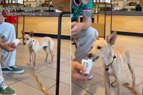 Human Watches Rescue Dog Eat His First Pup Cup & One Small Moment Changes Everything