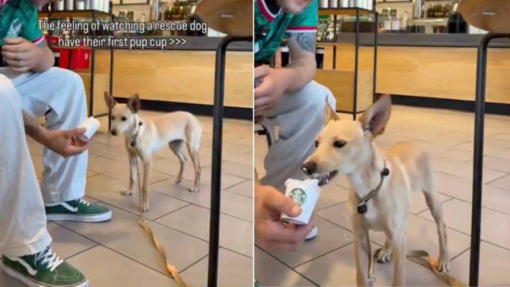 Human Watches Rescue Dog Eat His First Pup Cup & One Small Moment Changes Everything