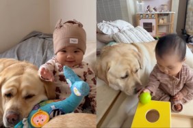 big dog little baby love