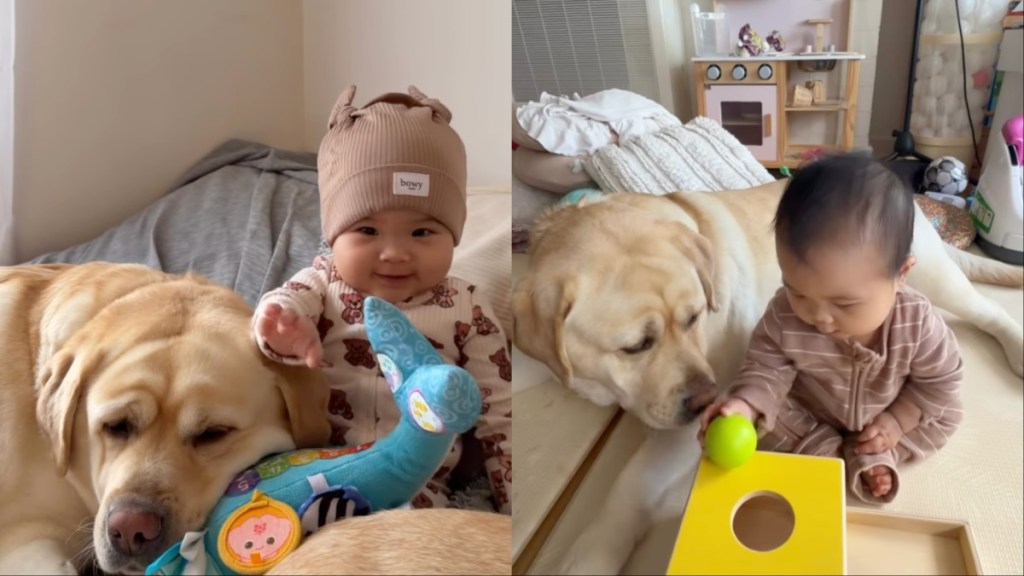 big dog little baby love