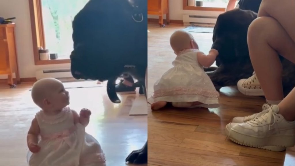 Big Dog’s Gentle Love for Tiny Baby Feels Like a Quiet Promise She Can Trust Him