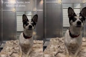 ‘Blind’ Shelter Dog Frantically Bumps Into Kennel Walls Like He’s Looking for Someone