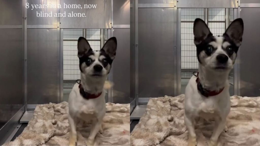 ‘Blind’ Shelter Dog Frantically Bumps Into Kennel Walls Like He’s Looking for Someone