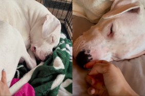 deaf dog good morning