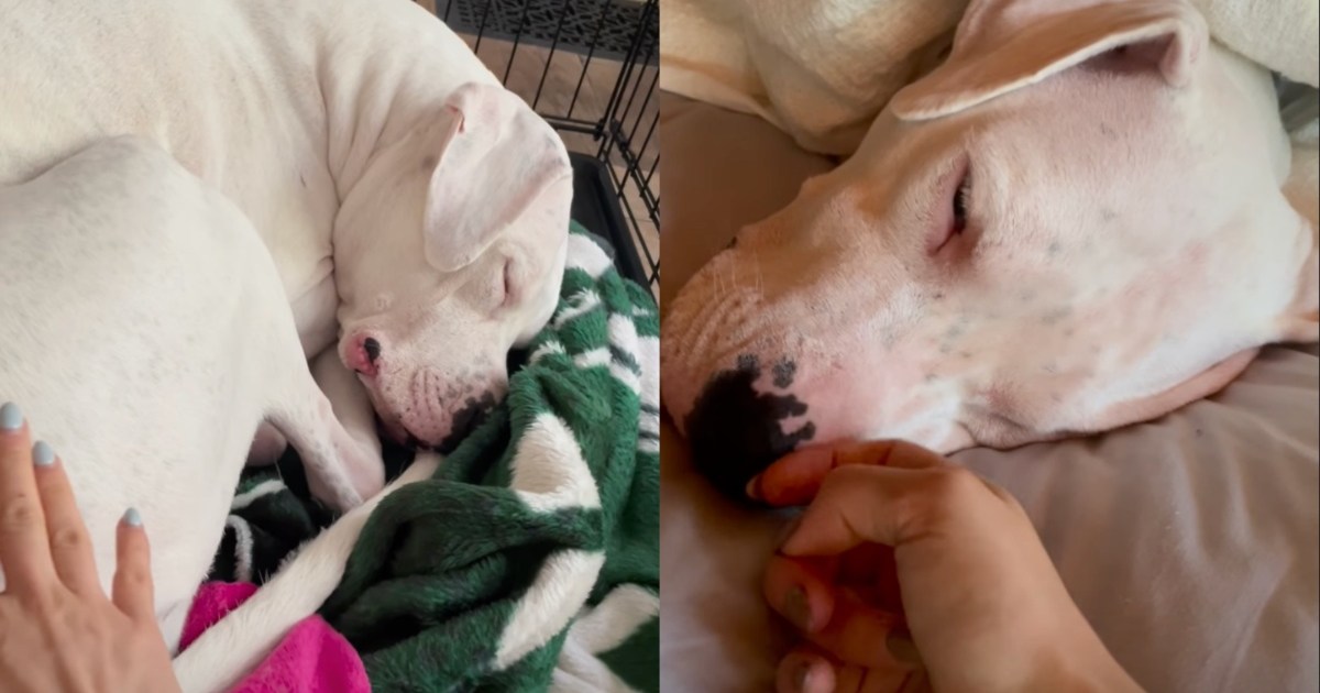 Deaf Dog’s ‘Good Morning’ Routine Needs Just a Touch, No Words