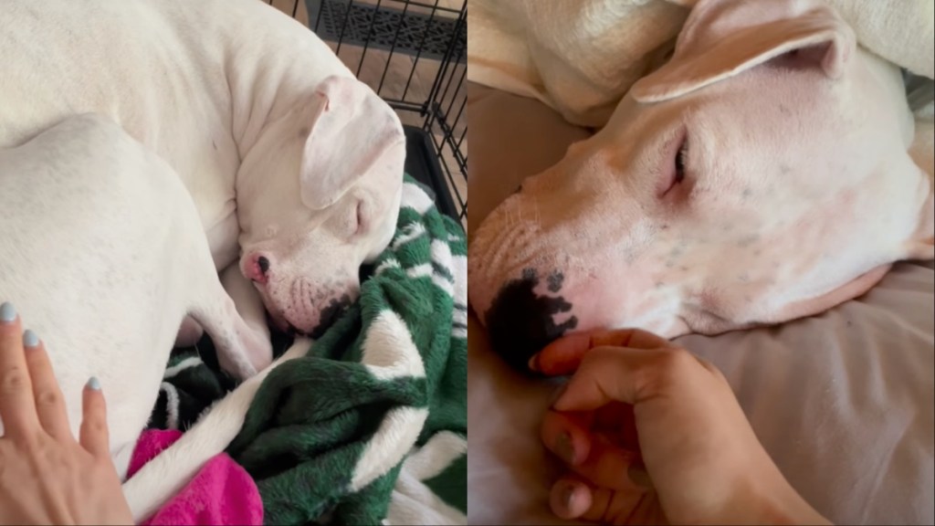 deaf dog good morning