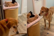 dog babies kittens