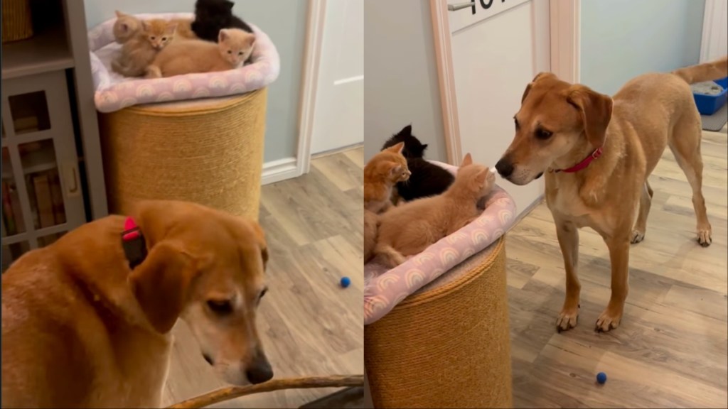 dog babies kittens