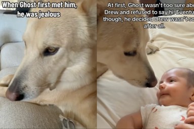 dog baby jealous love