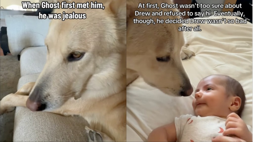 dog baby jealous love
