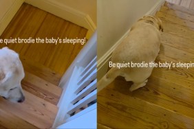 dog baby sleep quiet