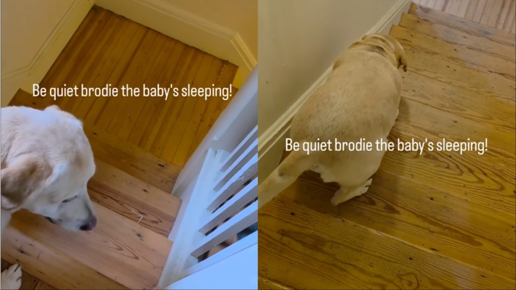 dog baby sleep quiet