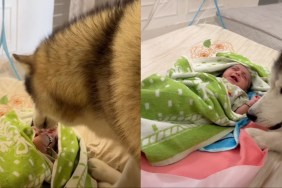 dog baby video