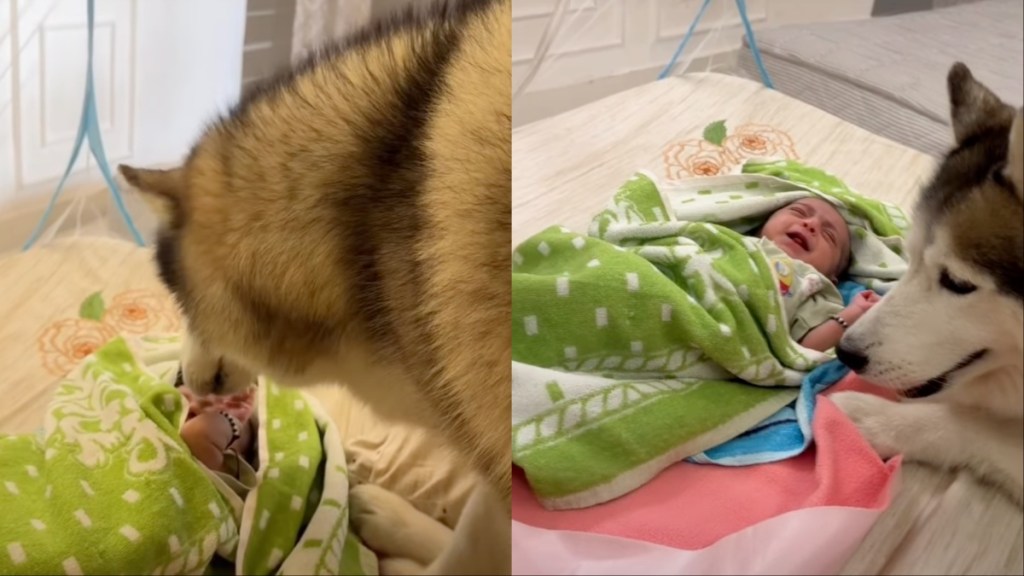 dog baby video