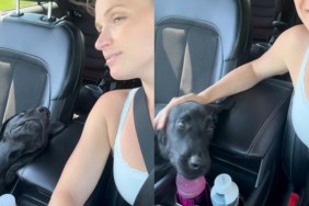 dog human love