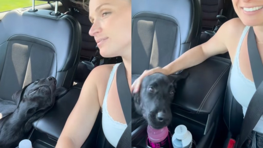 dog human love