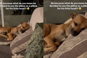 dog pillow human