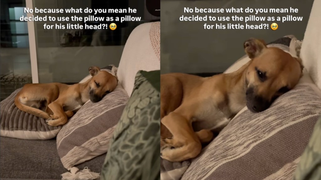 dog pillow human