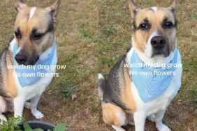 Dog Grows His Own Plants Like They’re His Babies, With a Little Help From Human