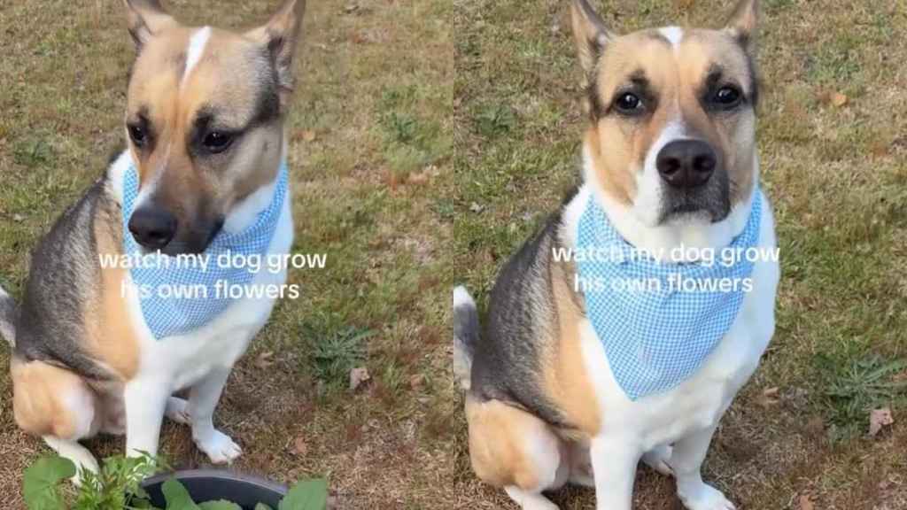 Dog Grows His Own Plants Like They’re His Babies, With a Little Help From Human