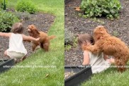 dog toddler kisses