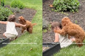 dog toddler kisses