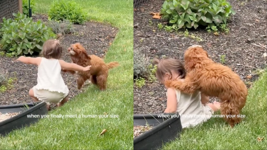 dog toddler kisses