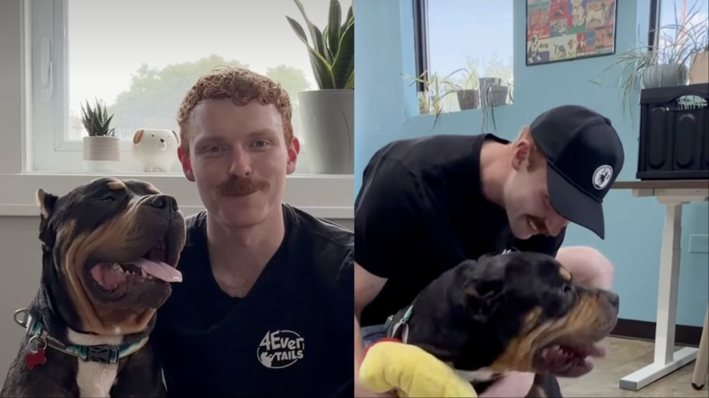 foster dog adoption