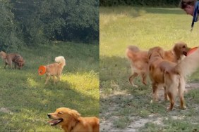 golden retriever frisbee