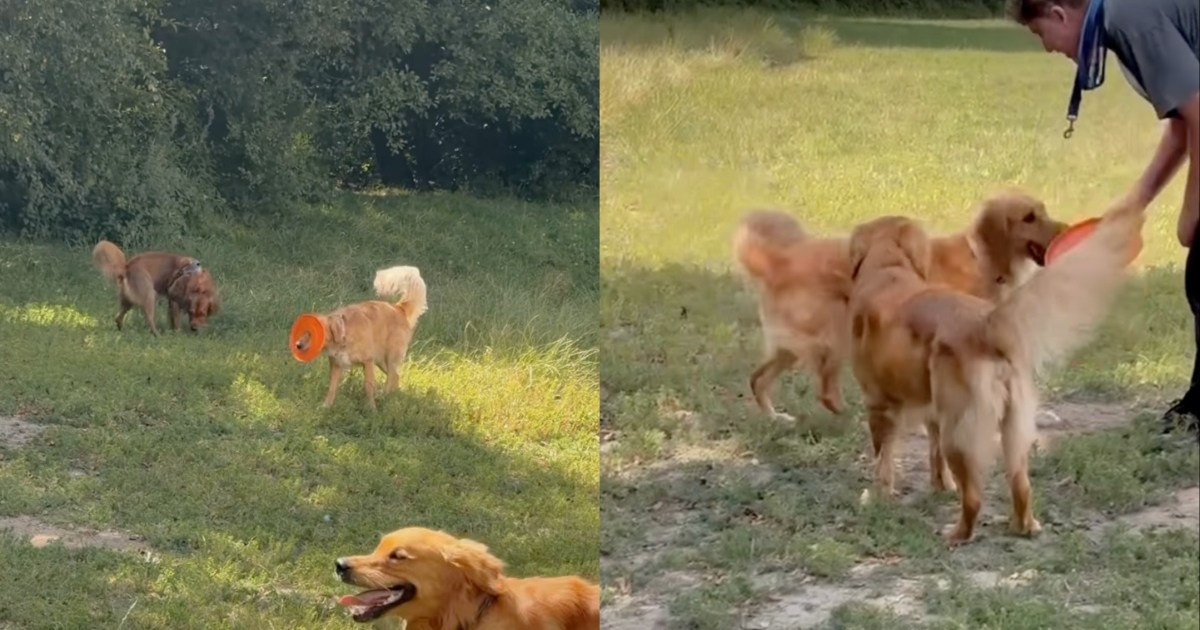 Golden Retriever Shows Everyone Exactly How Not To Play Frisbee - DogTime