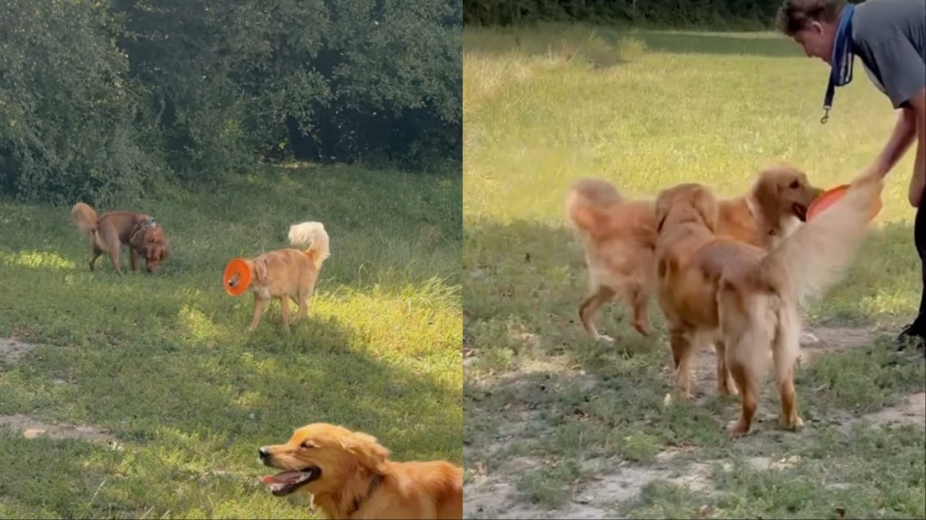 golden retriever frisbee