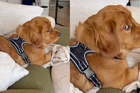 golden retriever mom video