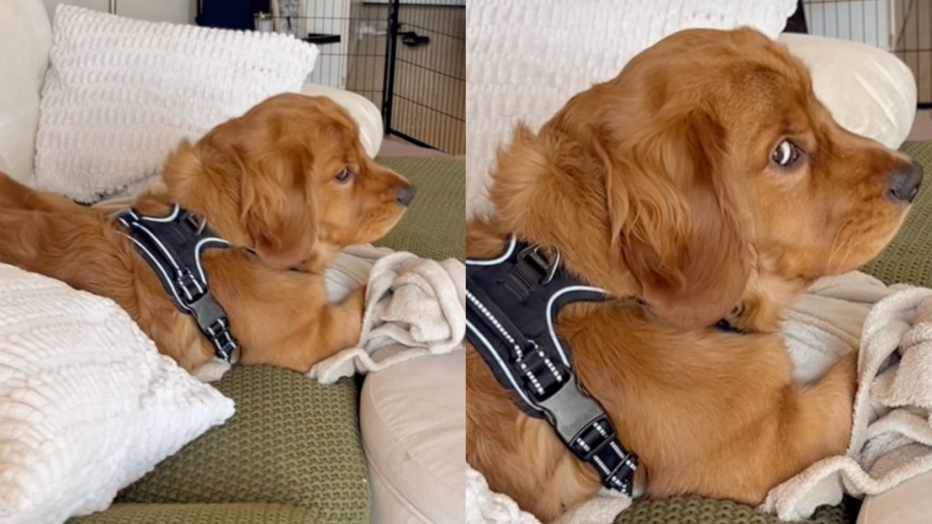 golden retriever mom video