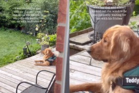 human Golden Retriever play