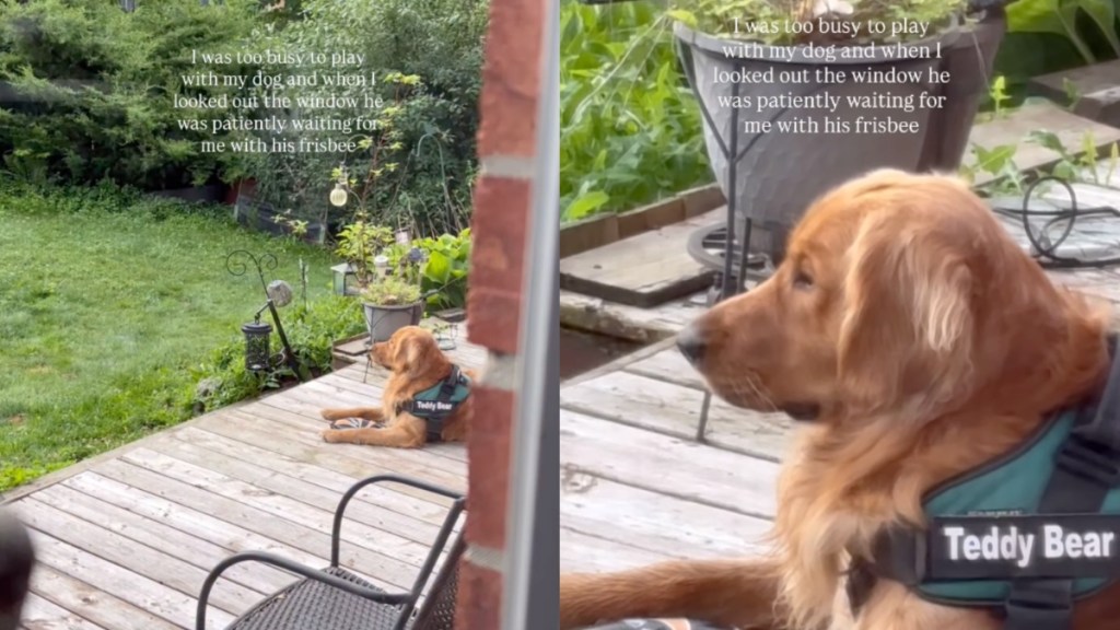 human Golden Retriever play