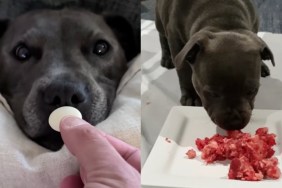 human dog food gentle
