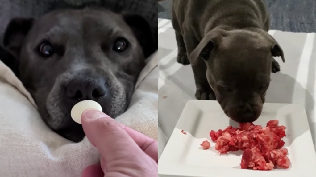 human dog food gentle