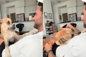 human rescue dog home