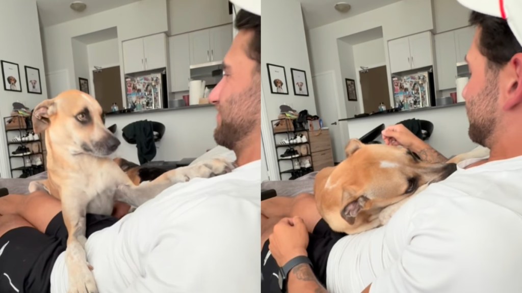 human rescue dog home